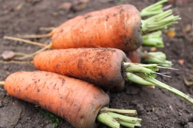 Четыре проверенных способа посева моркови — советы председателя Московского союза садоводов Андрея Туманова