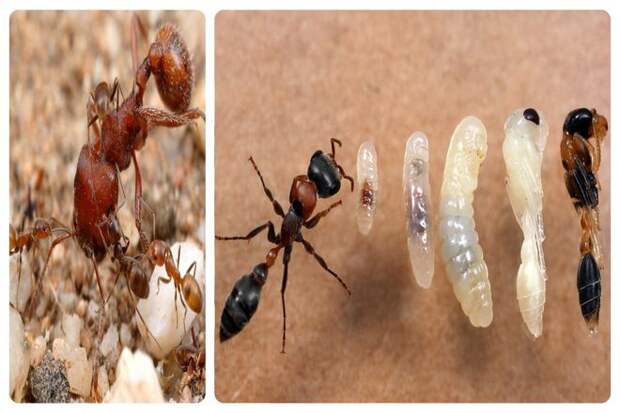 Как вы помните, личинки образуются в результате размножения матки. Если муравьиная королева умирает, это означает, что личинок нет. Если личинок нет, муравьи будут испытывать недоедание. Через несколько дней колония муравьев погибнет от голода.