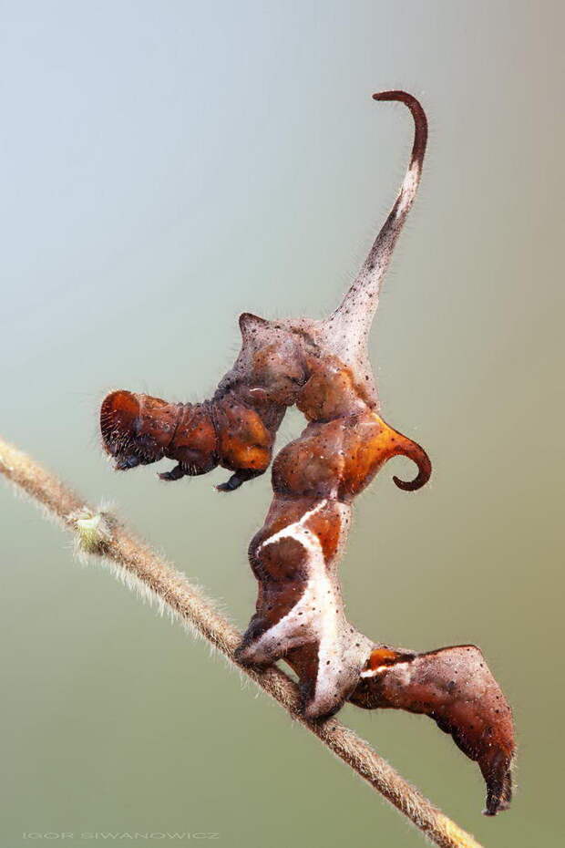Необычные гусеницы в фотографиях Igor Siwanowicz