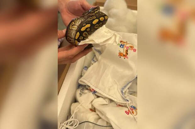 В США на таможне изъяли 39 питонов, которых пытались вывезти в Мексику