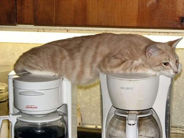 Фотография: Непостижимая кошачья логика: 30 фото, которые точно вас рассмешат №14 - BigPicture.ru