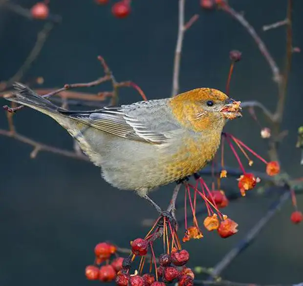 Сейшельская камышевка. Голдианский зяблик. Певчие птицы форумы. Зарянка самец и самка. Певчие птицы форумы.