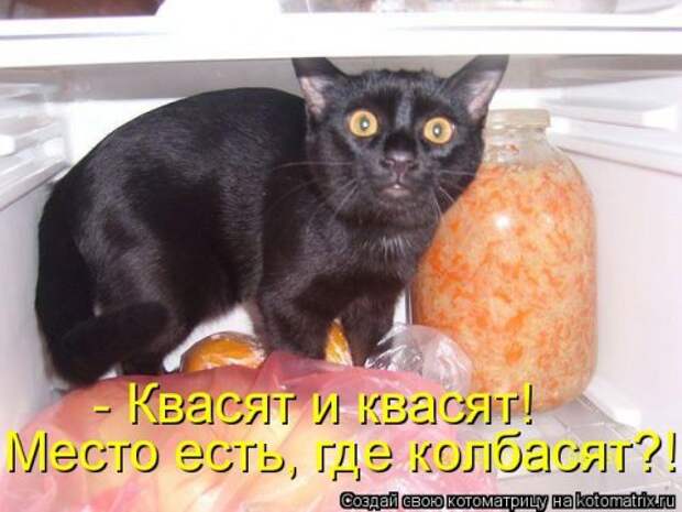 Лучшая котоматрица за неделю (32 фото)