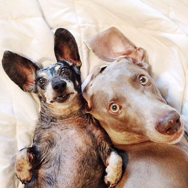Как животные становятся звездами интернета bffdogs03 Как животные становятся звездами интернета