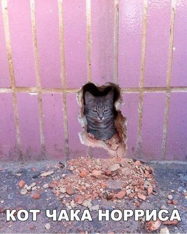Прикольные фотомемы (26 шт)