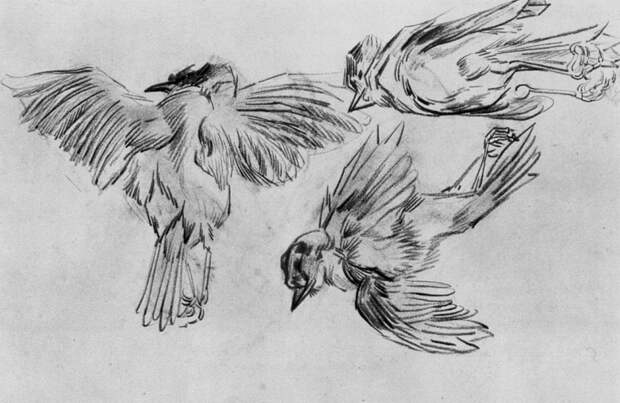 Studies of a Dead Sparrow, 1885. Винсент Ван Гог (1853-1890)