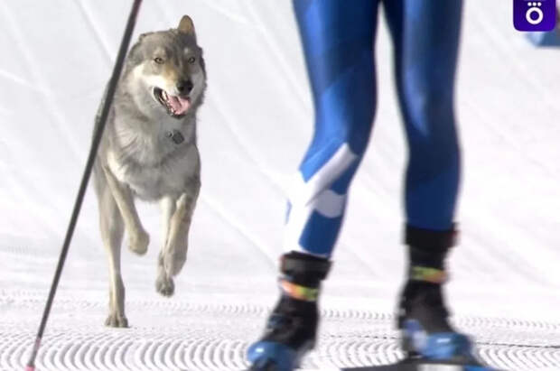 Собака вмешалась в лыжную гонку на Олимпиаде и попала на фотофиниш