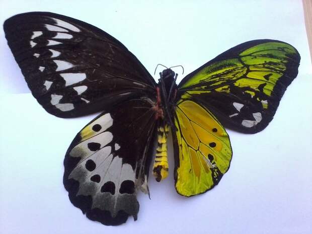 Бабочка-гермафродит - наполовину самец, наполовину самка интересно, мир изнутри, невероятно, необычно, новый взгляд, случай, снимки, фото