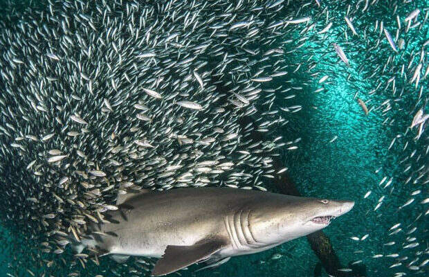акулы_7