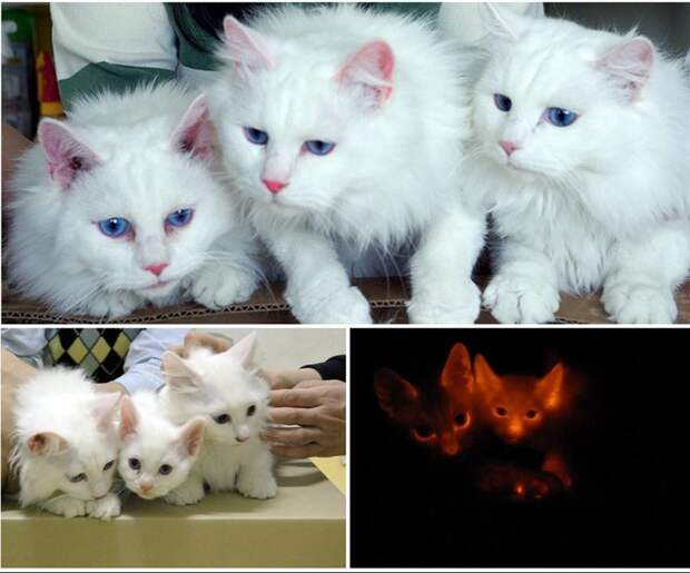 клон, животное, ученый