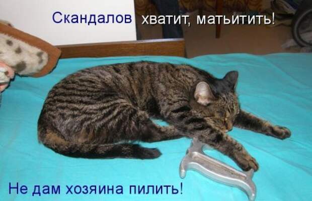 Котоматрица юморная (38 фото)