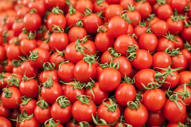 Отличный урожай томатов!