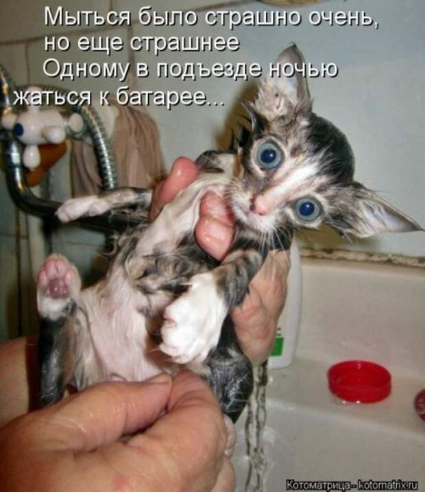 Лучшие котоматрицы за неделю (36 шт)