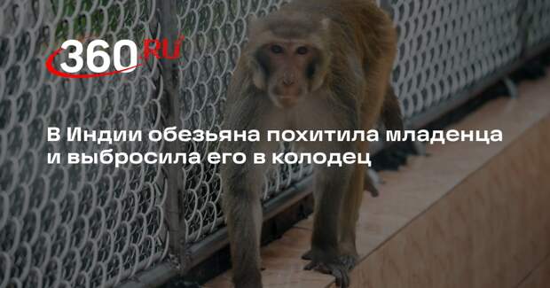 В Индии обезьяна похитила младенца и выбросила его в колодец