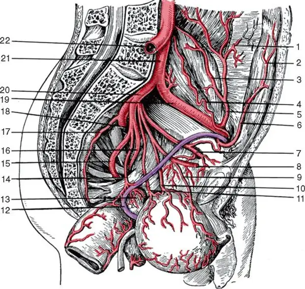 Венозное сплетение яичка. Иннервация мочевого пузыря анатомия. Подвздошная артерия анатомия. Внутренняя подвздошная артерия анатомия. Иннервация малого таза Анат.