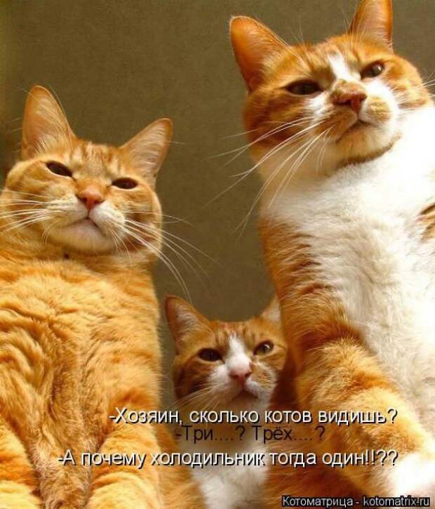Котоматрицы (картинки с надписями)