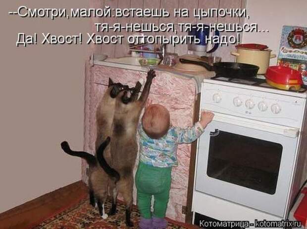 Котоматрицы(картинки с надписями)