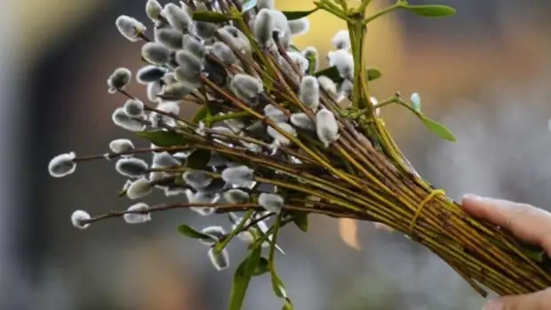 Зачем освящают вербу и как её правильно хранить после Вербного воскресенья