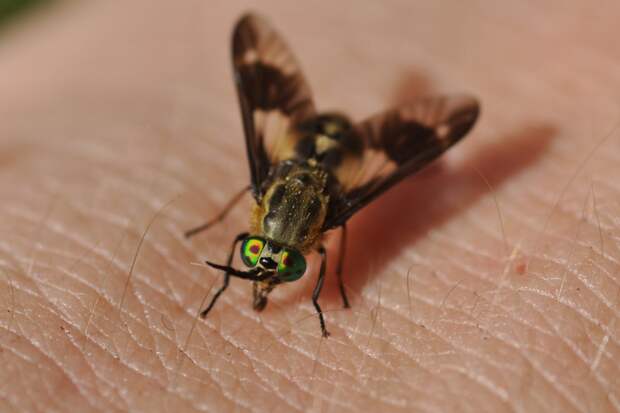 Как отличать укусы разных насекомых