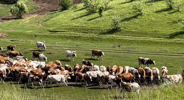 Тульская область в 2025 году увеличила производство скота и птицы на 15,7%