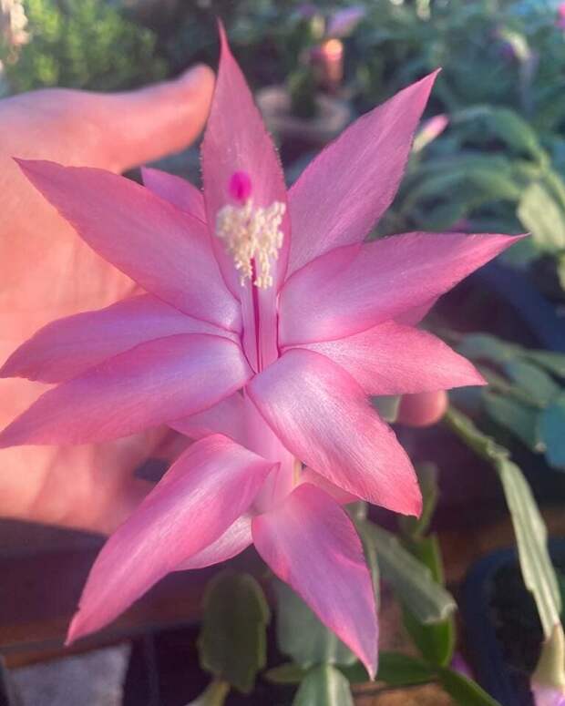 Schlumbergera truncata @celiavolpatoperocco