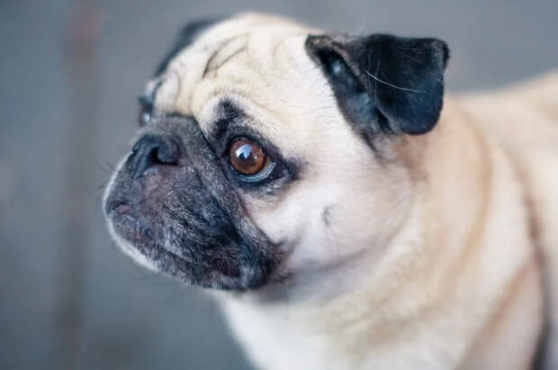 Эксперт Лукоянова назвала уязвимые к тепловому удару породы собак