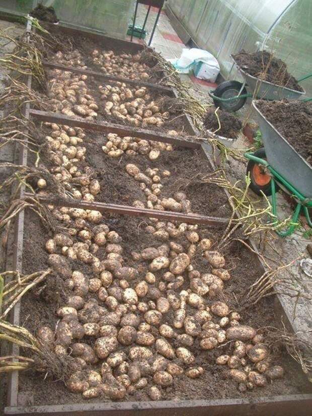 Как лучше посадить картофель на маленьком участке фото
