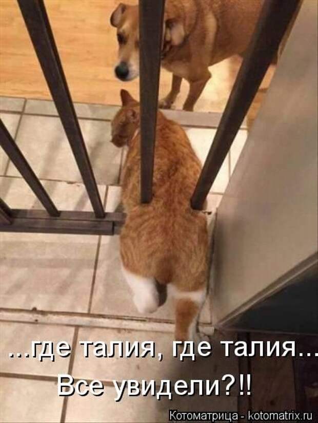 Лучшие котоматрицы недели (50 фото)