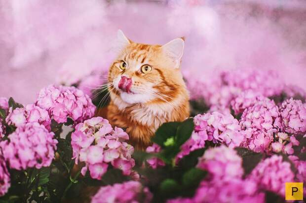 Роскошный рыжий кот по имени Котлета (27 фото) Роскошный рыжий кот по имени Котлета (27 фото)