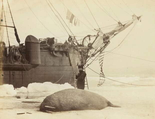 Убитый морж. Фото 1875 г.