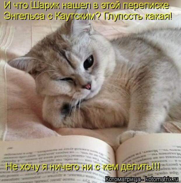 Лучшая котоматрица за неделю (32 фото)