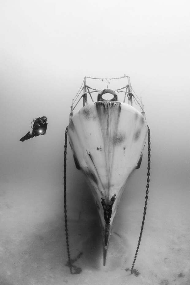 Вот лучшие подводные фотографии 2018 года. И они остановят ваше дыхание! Там под водой - целый мир...