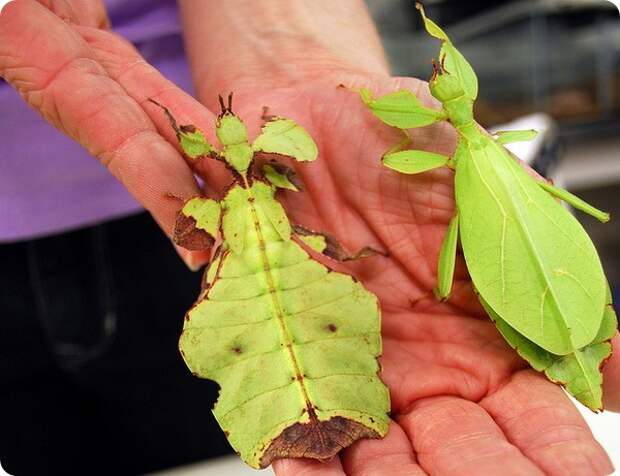 Листотел или листовидка (лат. Phylliidae)