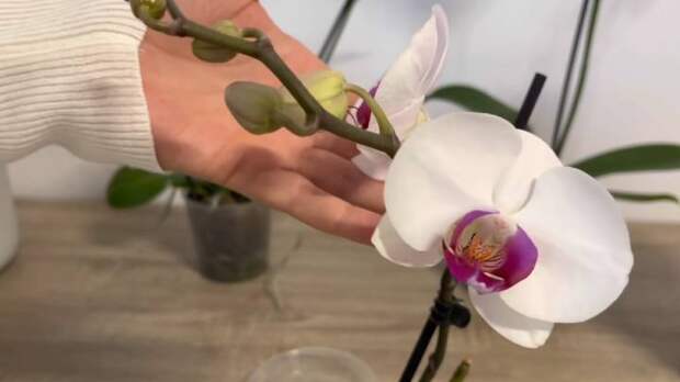 Орхидея обожает лимонную воду: она будет обильно цвести, даст живые жесткие листья и здоровые корни