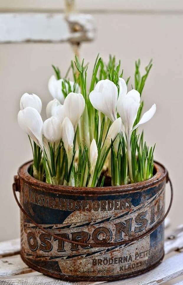 Цветы крокуса Жанна Д’Арк