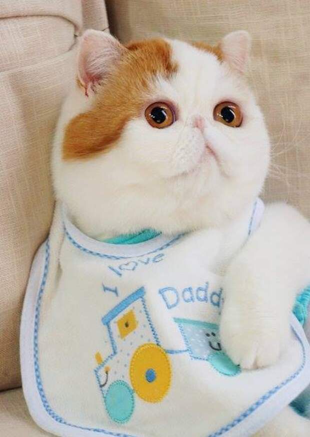 Кот Снупи - звезда интернета. Фото
