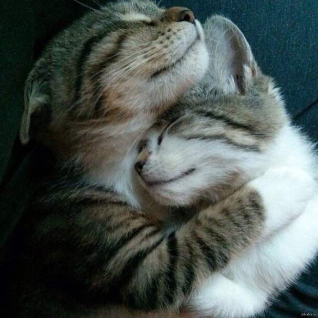 котики милые котики фото