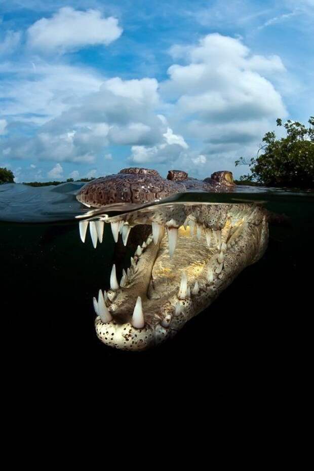 Хотя у крокодилов есть язык, высовывать они его не могут, поскольку он полностью присоединен к нижней челюсти. аллигатор, интересное, крокодил, природа, факты, фауна