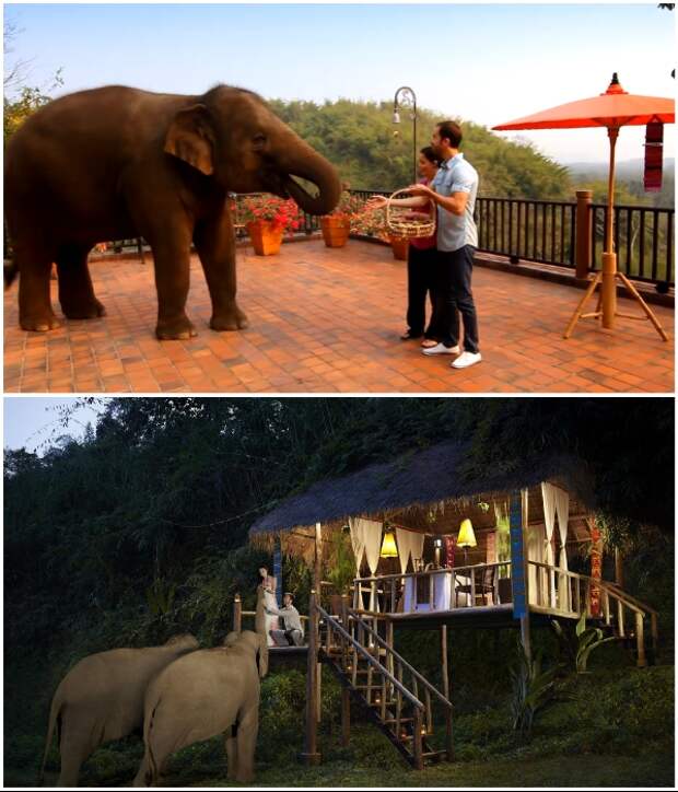 Гостям курорта разрешается угощать слонов вкусностями, а они за угощением могут наведаться даже на открытую террасу ресторана («Anantara Golden Triangle Elephant Camp & Resort», Таиланд). | Фото: booking.com/ youtube.com, © Luxuori.