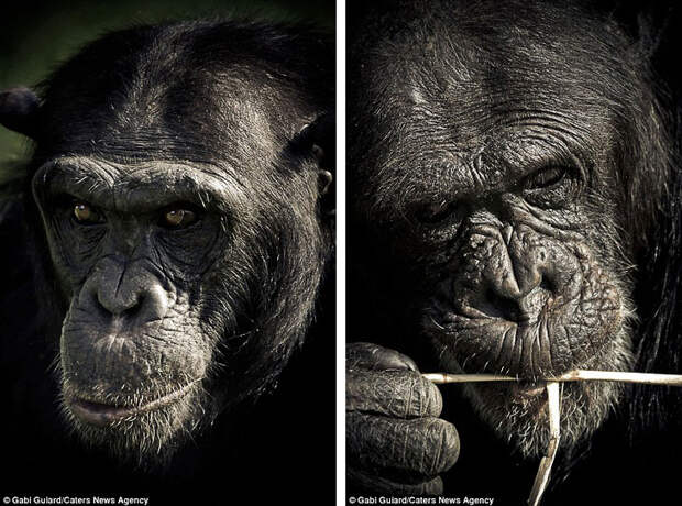 Эмоции обезьян в фотографиях