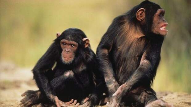 Пять вещей в политике, которым нас могут научить шимпанзе