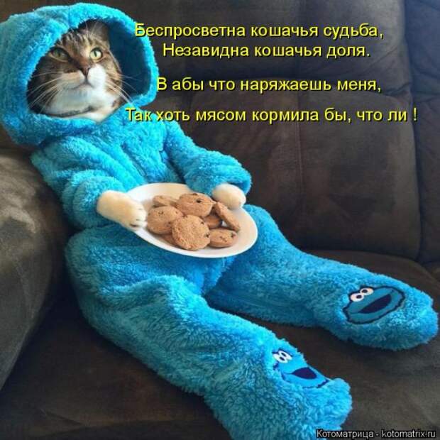 Лучшие котоматрицы недели (50 фото)