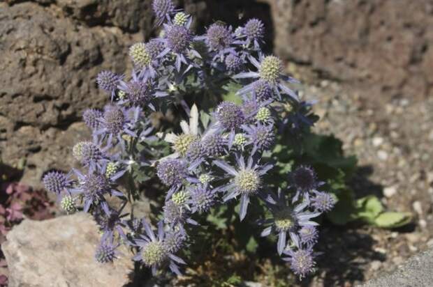Синеголовник плосколистный (Eryngium planum)