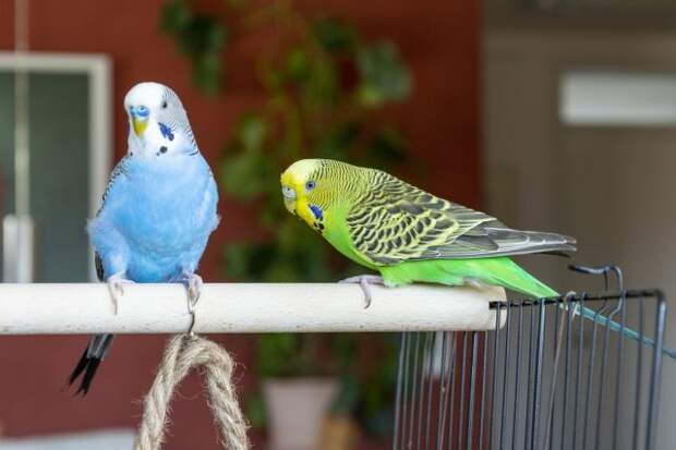 Волнистый попугайчик (Melopsittacus undulatus) 