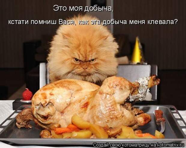 Забавные животные (50 фото)