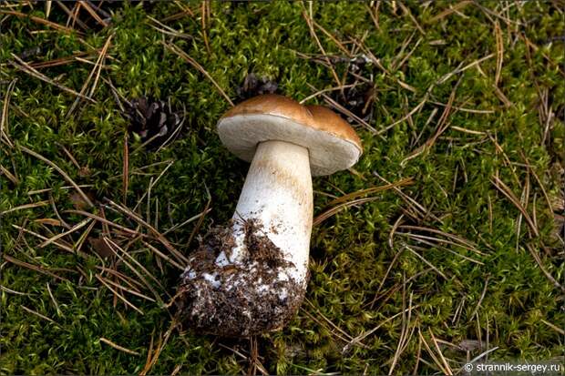 Лес грибы белый грибы боровик