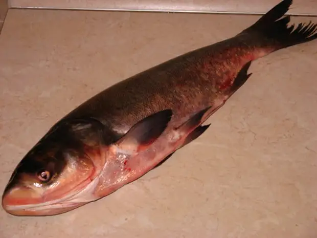 Купить рыбу толстолобик. Рыба толстолобик по азербайджански.