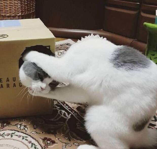 Прикольные котики коты, прикол, фото