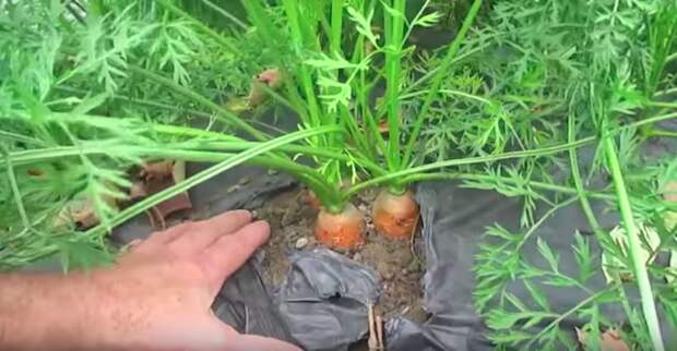 Как посадить морковь -по-американски-, которая точно вырастет в любых условиях