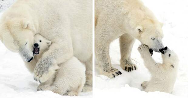 Adorable Photos Capture Polar Bear Cub Playing With Its Mom, And It Will Instantly Brighten Your Day